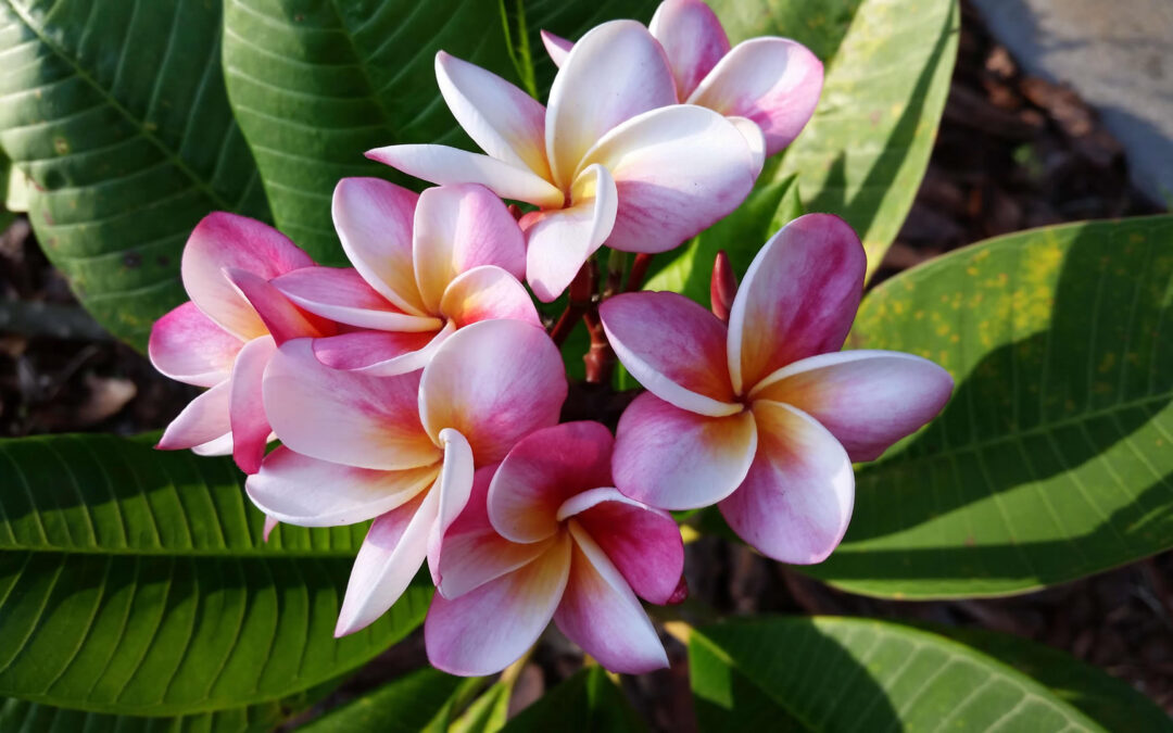 Frangipani aka Plumeria Cuttings