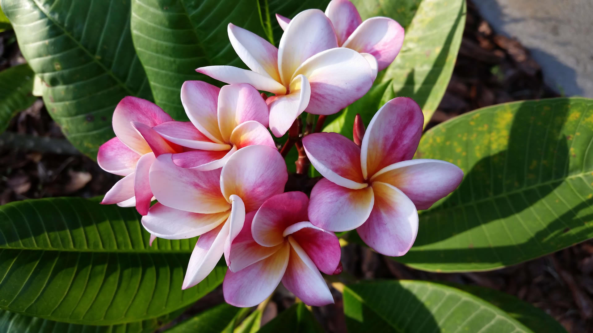 plumeria_1